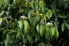 Memecylon myrianthum