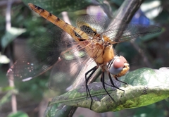 Urothemis signata