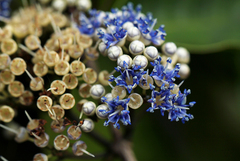 Memecylon myrianthum