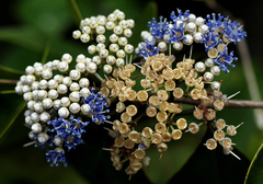 Memecylon myrianthum