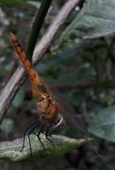 Urothemis signata