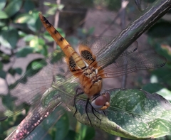 Urothemis signata