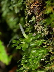 Symphyogyna hymenophyllum