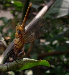 Urothemis signata
