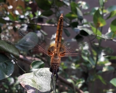 Urothemis signata