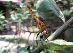 Urothemis signata