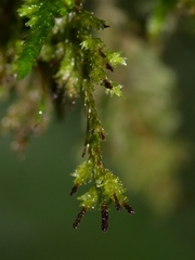 Trachyloma diversinerve