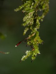 Trachyloma diversinerve