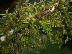 Trachyloma diversinerve