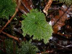 Dendrohypopterygium filiculiforme