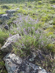 Teucrium orientale