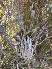 Hakea platysperma