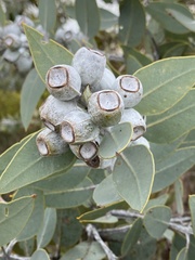 Eucalyptus pleurocarpa