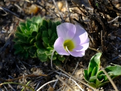 Oxalis adenodes