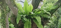 Asplenium nidus