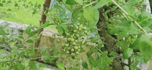 Lawsonia inermis