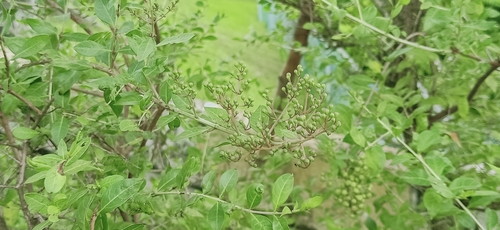 Image of Lawsonia inermis by (c) Ong Jyh Seng, some rights reserved (CC BY-SA)