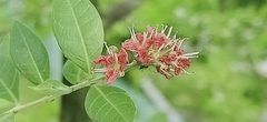 Lawsonia inermis