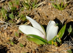 Colchicum capense