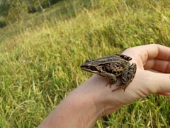 Rana amurensis