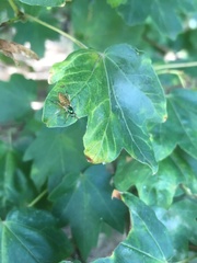 Stratiomyomorpha