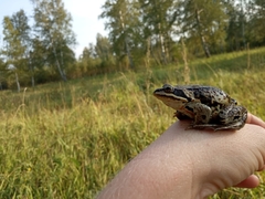 Rana amurensis