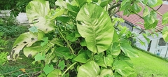 Epipremnum aureum