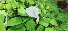 Thunbergia fragrans