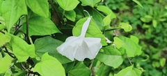 Thunbergia fragrans