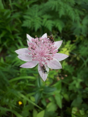 Astrantia maxima