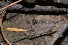 Ellobiidae