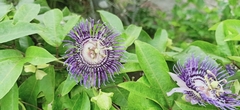 Passiflora