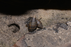 Ellobiidae