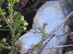 Erica spumosa