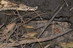 Ellobiidae