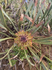 Protea angustata