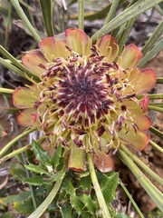 Protea angustata