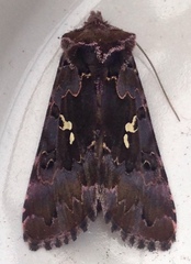 Autographa corusca
