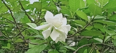 Jasminum sambac