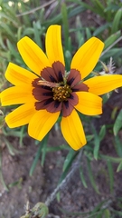 Gazania ciliaris