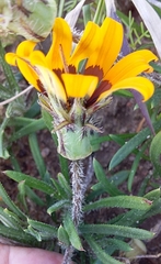 Gazania ciliaris