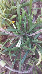Gazania ciliaris