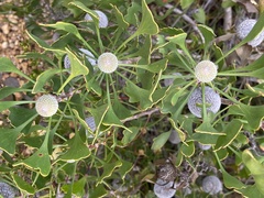 Isopogon trilobus