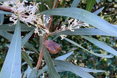 Hakea eriantha