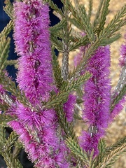 Melaleuca suberosa