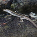 Littoral Whiptail-Skink - Photo (c) Bernard DUPONT, some rights reserved (CC BY-NC-SA)