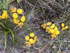 Diuris amplissima