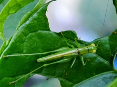 Austrophlugis debaari