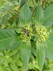 Chalybion bengalense