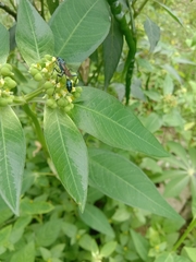 Chalybion bengalense